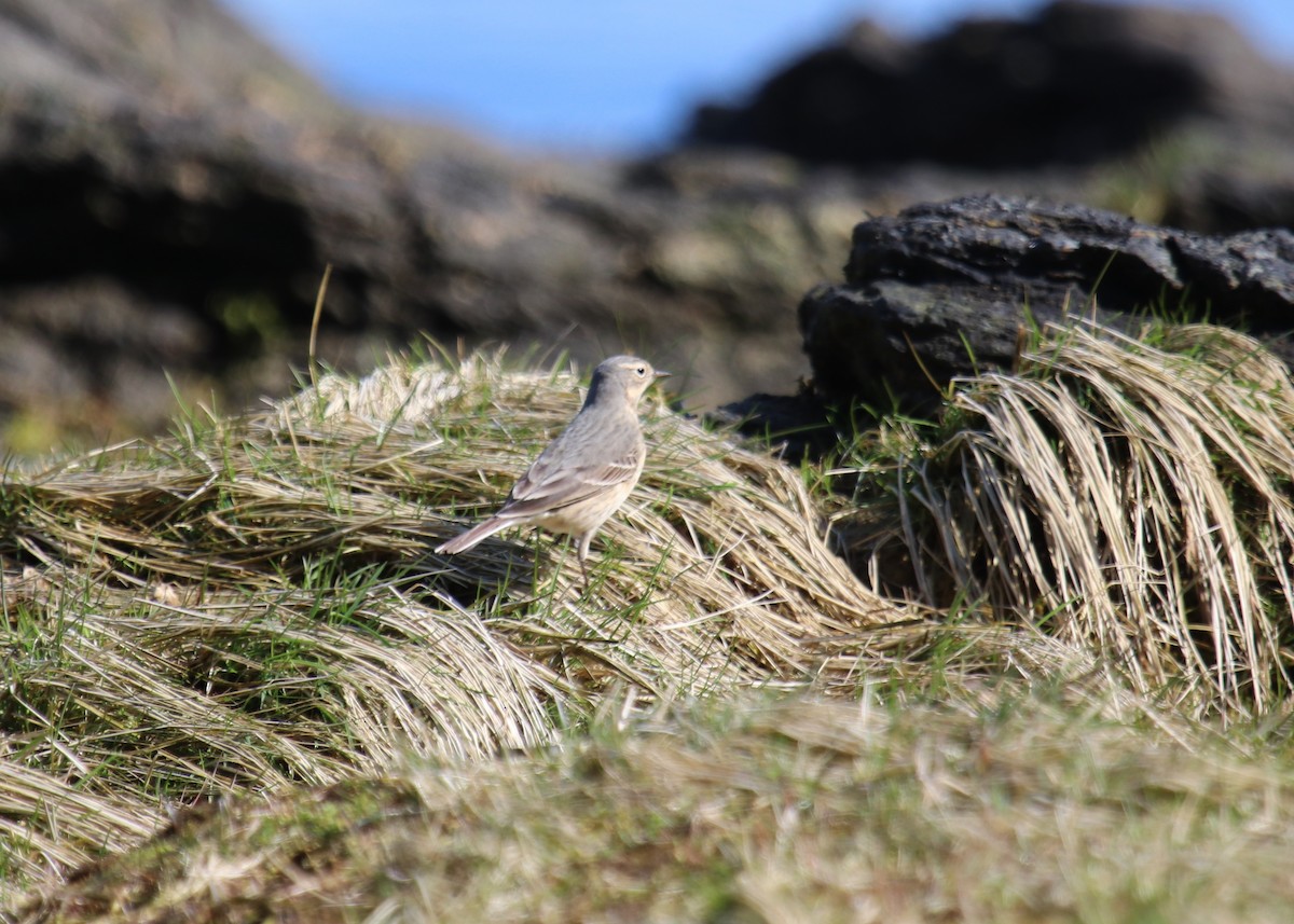 American Pipit - ML97865521