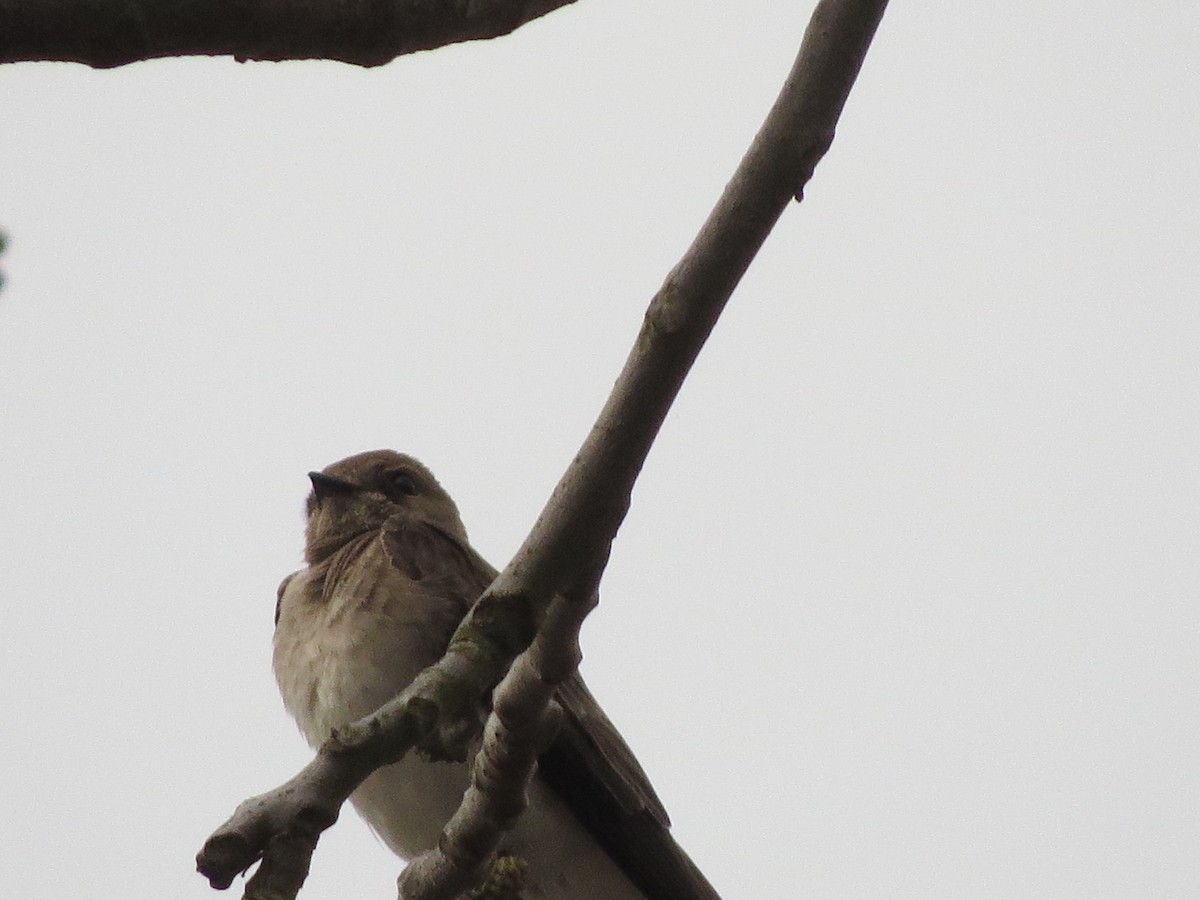 Northern Rough-winged Swallow - ML97865571