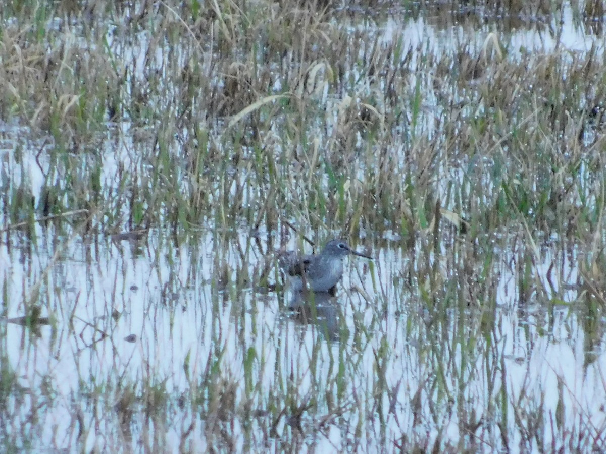 Solitary Sandpiper - ML97865591