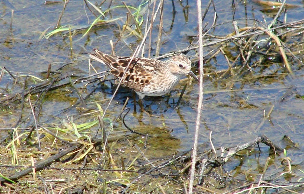 Least Sandpiper - ML97865721