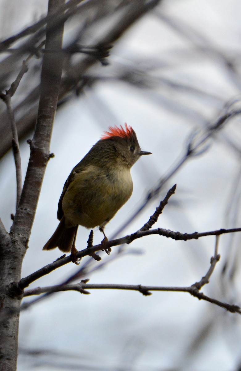 Ruby-crowned Kinglet - jean pierre machet