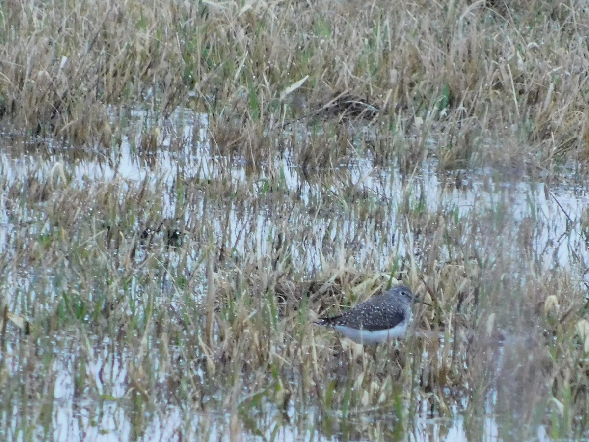 Solitary Sandpiper - ML97867021