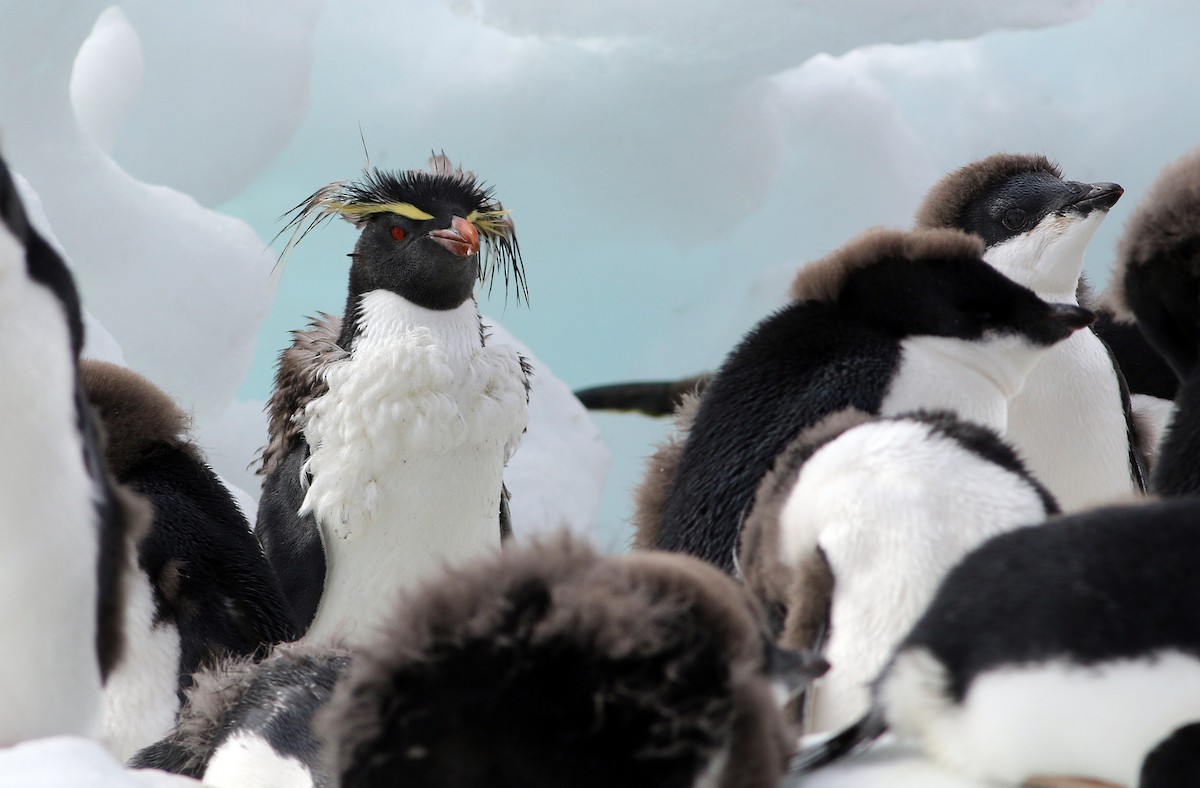 Southern Rockhopper Penguin - ML97869181