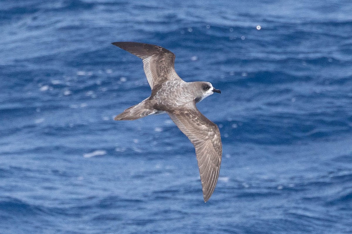 Bonin Petrel - ML97871091