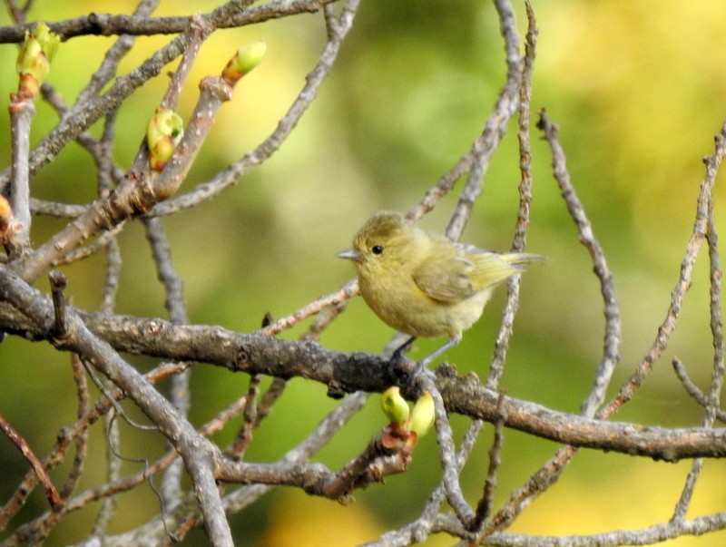 Mésange modeste - ML97872311