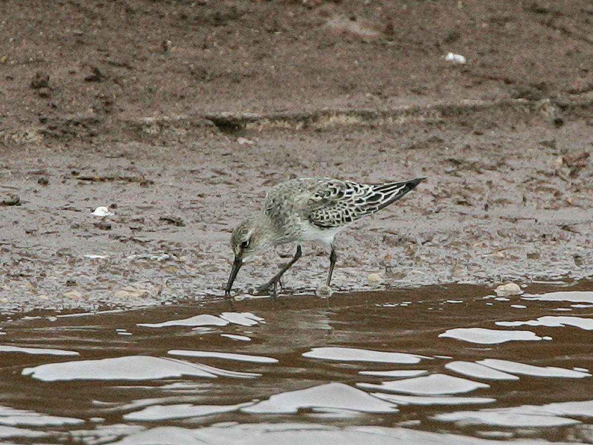 Weißbürzel-Strandläufer - ML97872971