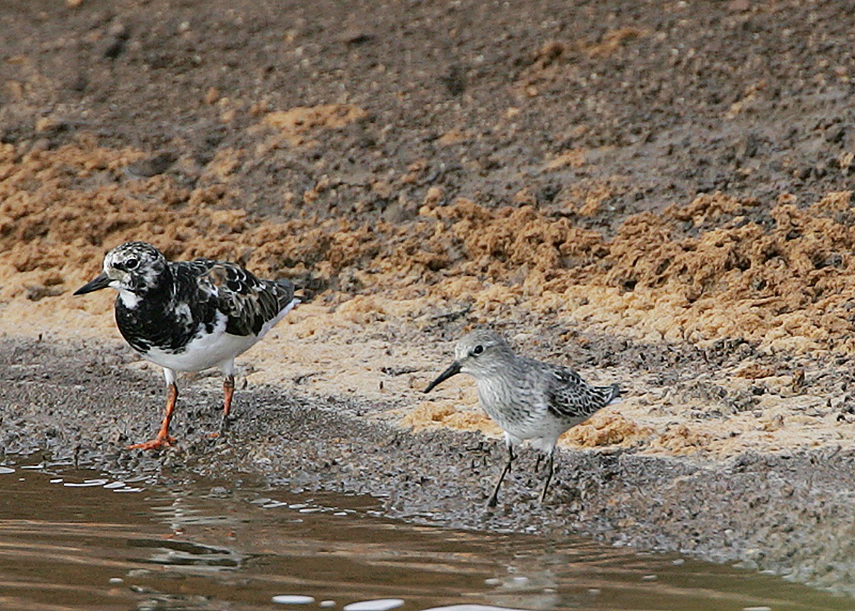 White-rumped Sandpiper - Michael Walther