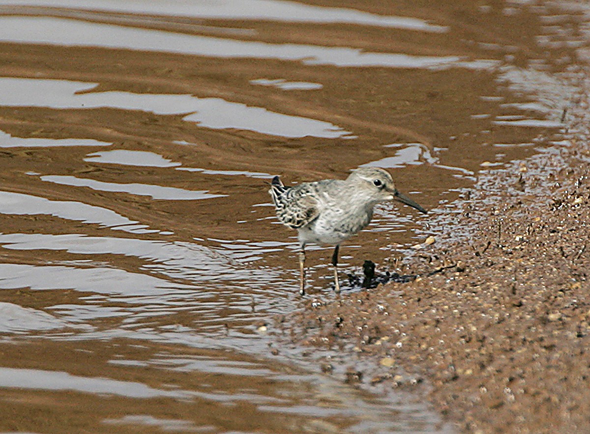 Weißbürzel-Strandläufer - ML97872991