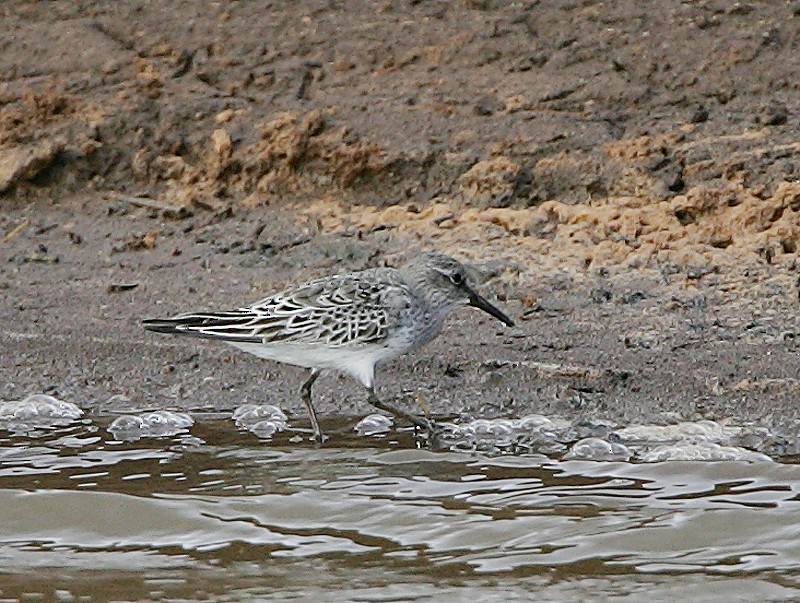 White-rumped Sandpiper - ML97873011