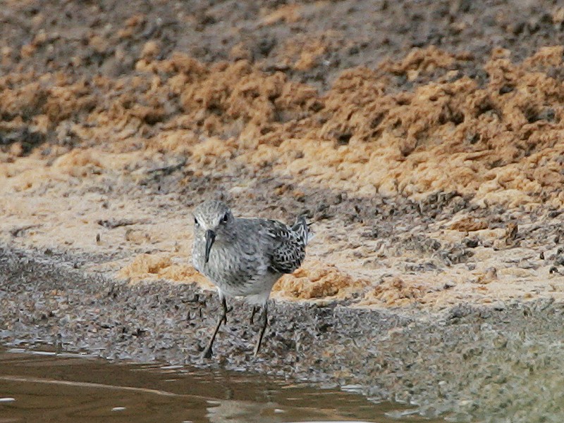 Weißbürzel-Strandläufer - ML97873021