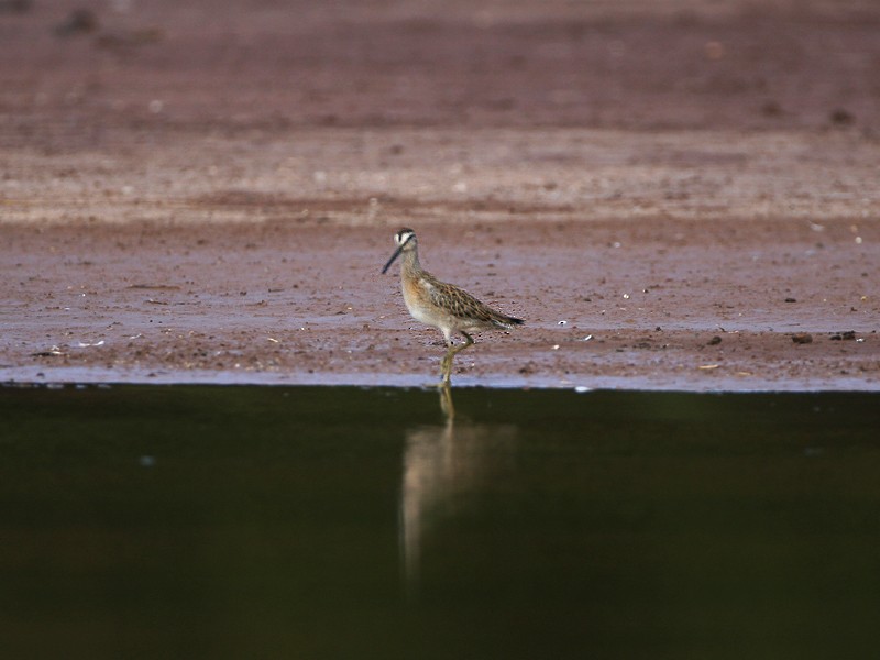 Short-billed Dowitcher - Michael Walther