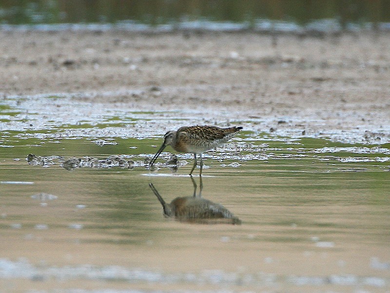 Short-billed Dowitcher - ML97874731