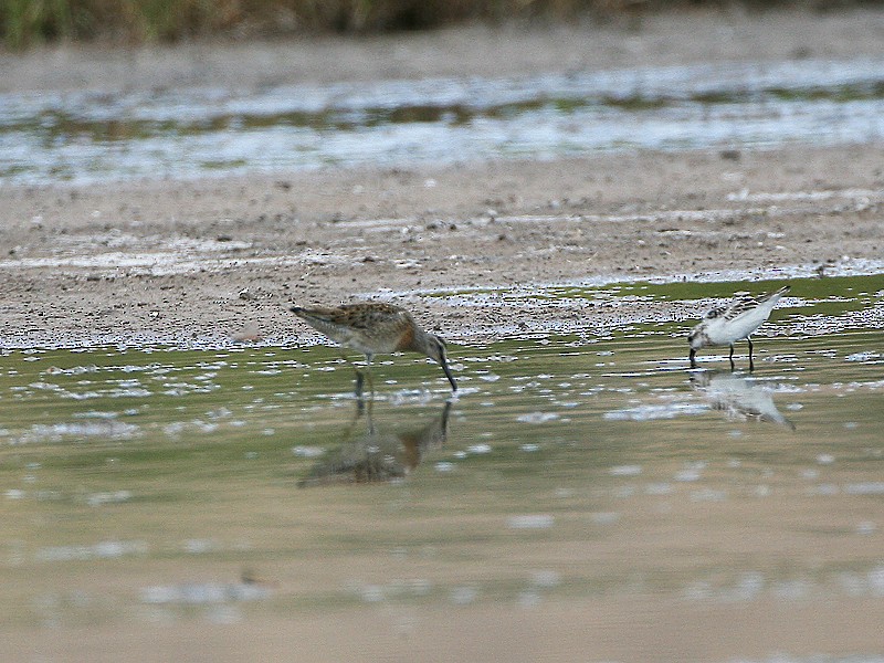 Short-billed Dowitcher - ML97874741