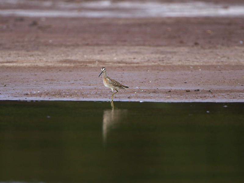 Short-billed Dowitcher - ML97874771