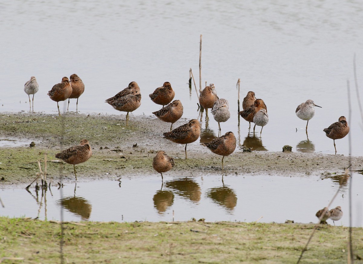 Long-billed Dowitcher - ML97875391