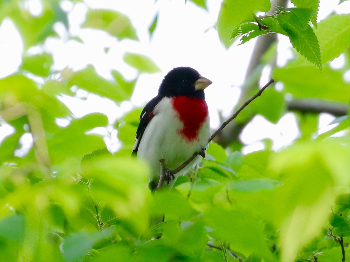 Rose-breasted Grosbeak - ML97876531