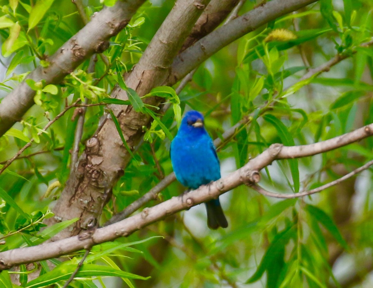 Indigo Bunting - Victor Stoll