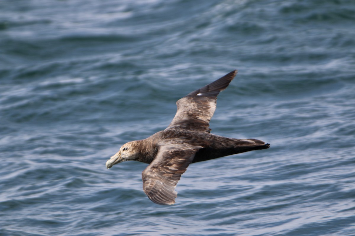 Southern Giant-Petrel - ML97879091