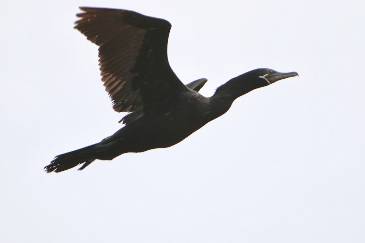 Neotropic Cormorant - Bobby Wilcox