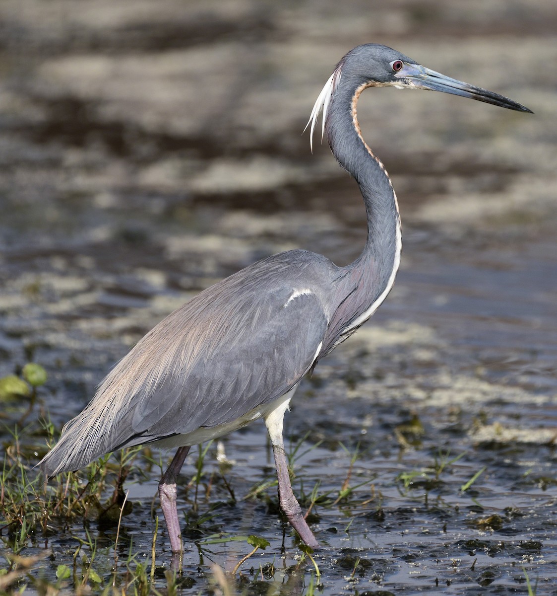 Tricolored Heron - ML97880331