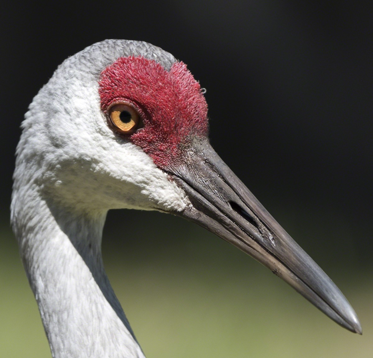 Sandhill Crane - ML97880471