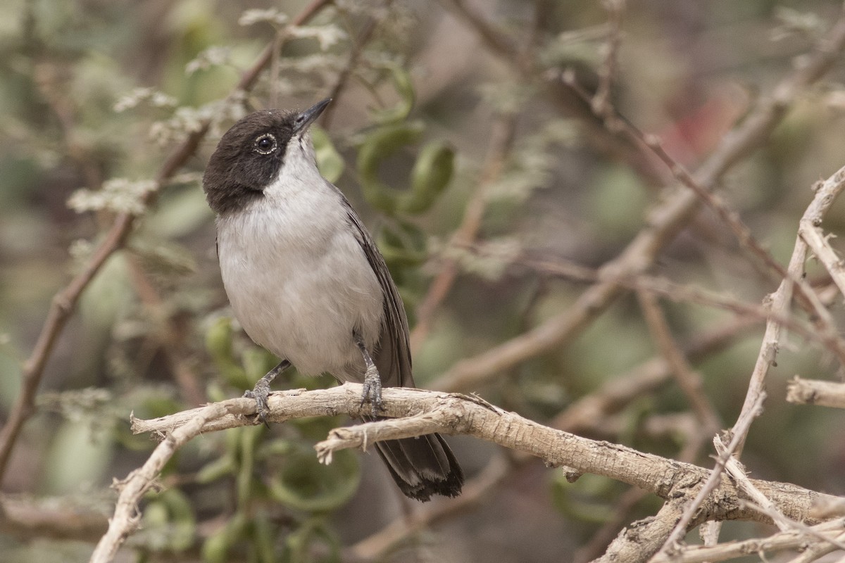 Arabian Warbler - ML97880611