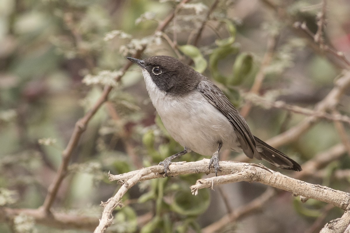 Arabian Warbler - ML97880621