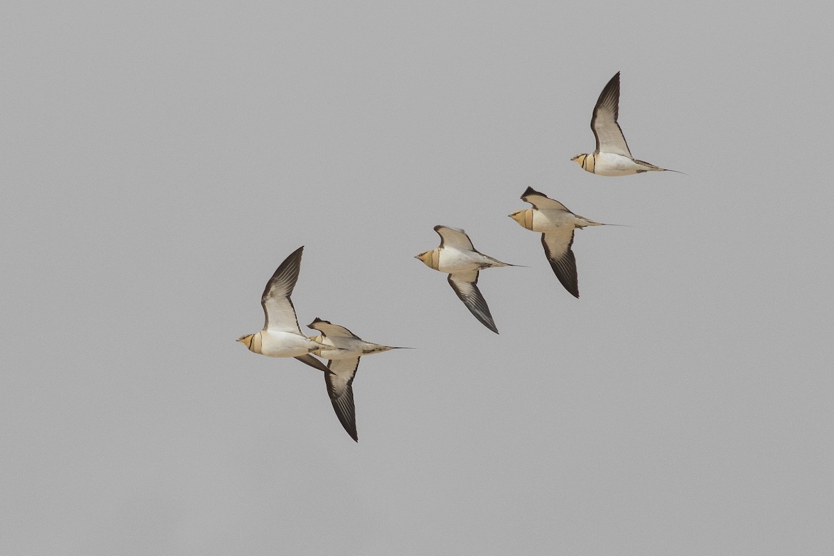 Pin-tailed Sandgrouse - ML97881211