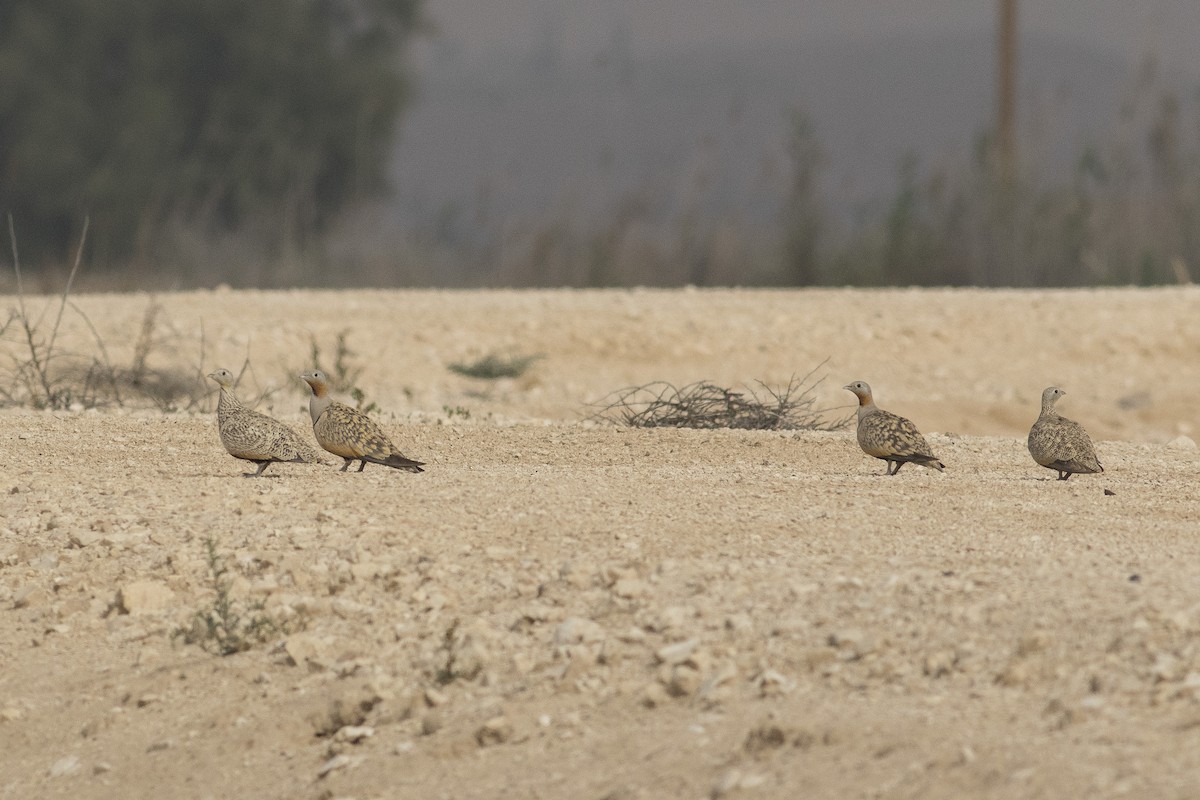 Black-bellied Sandgrouse - ML97881311