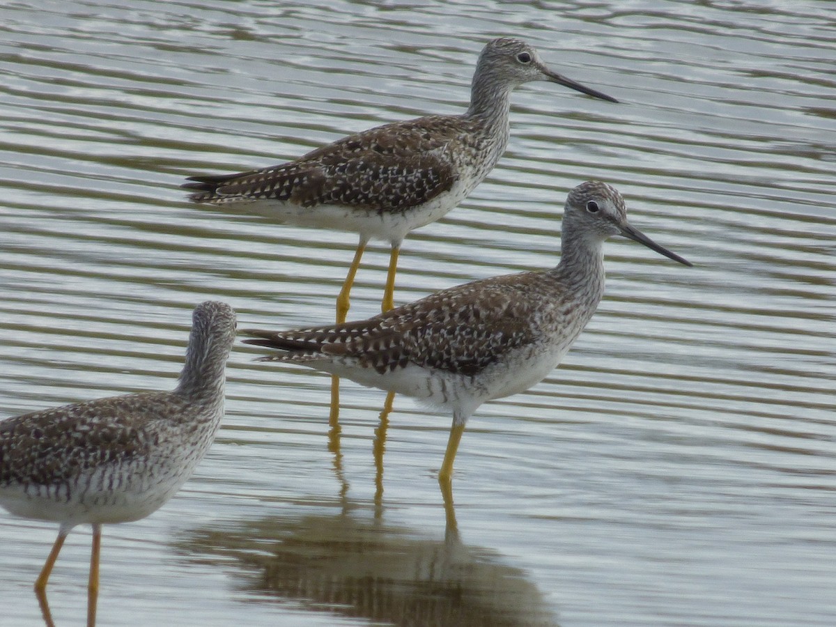 Greater Yellowlegs - ML97881831