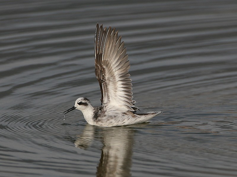 svømmesnipe - ML97882821