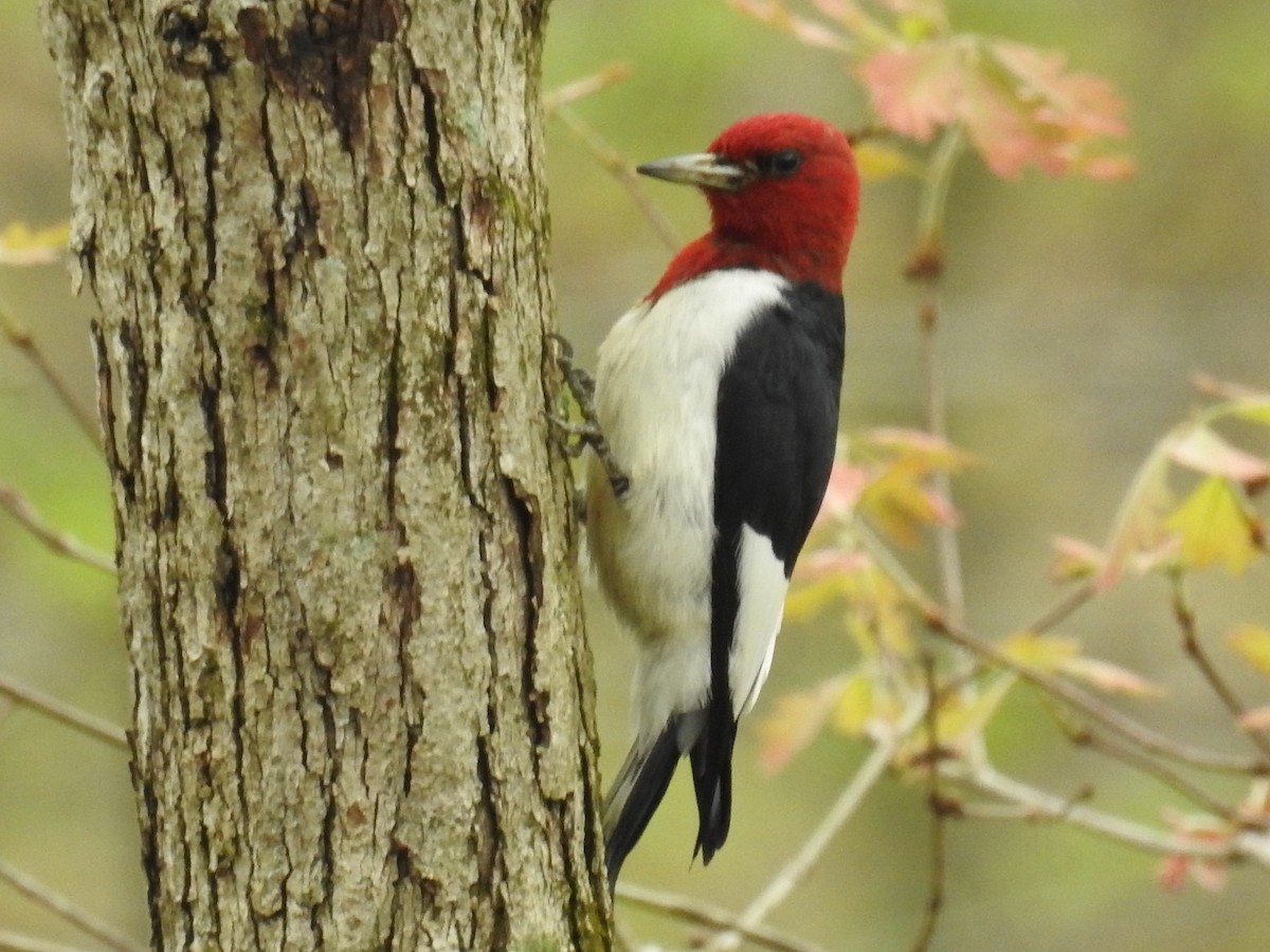 Red-headed Woodpecker - Chad Heath
