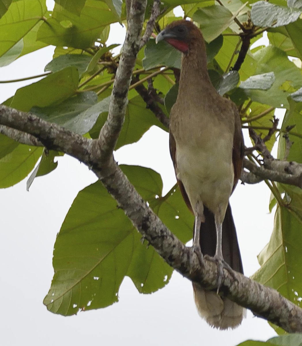 Chestnut-winged Chachalaca - ML97885721