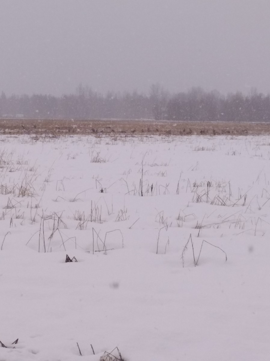 Greater White-fronted Goose - ML97886171