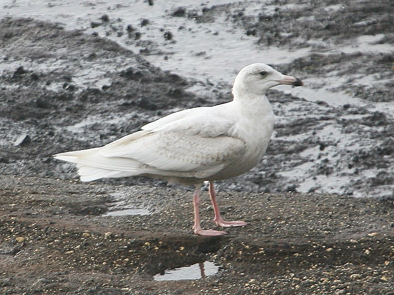 Glaucous Gull - Michael Walther