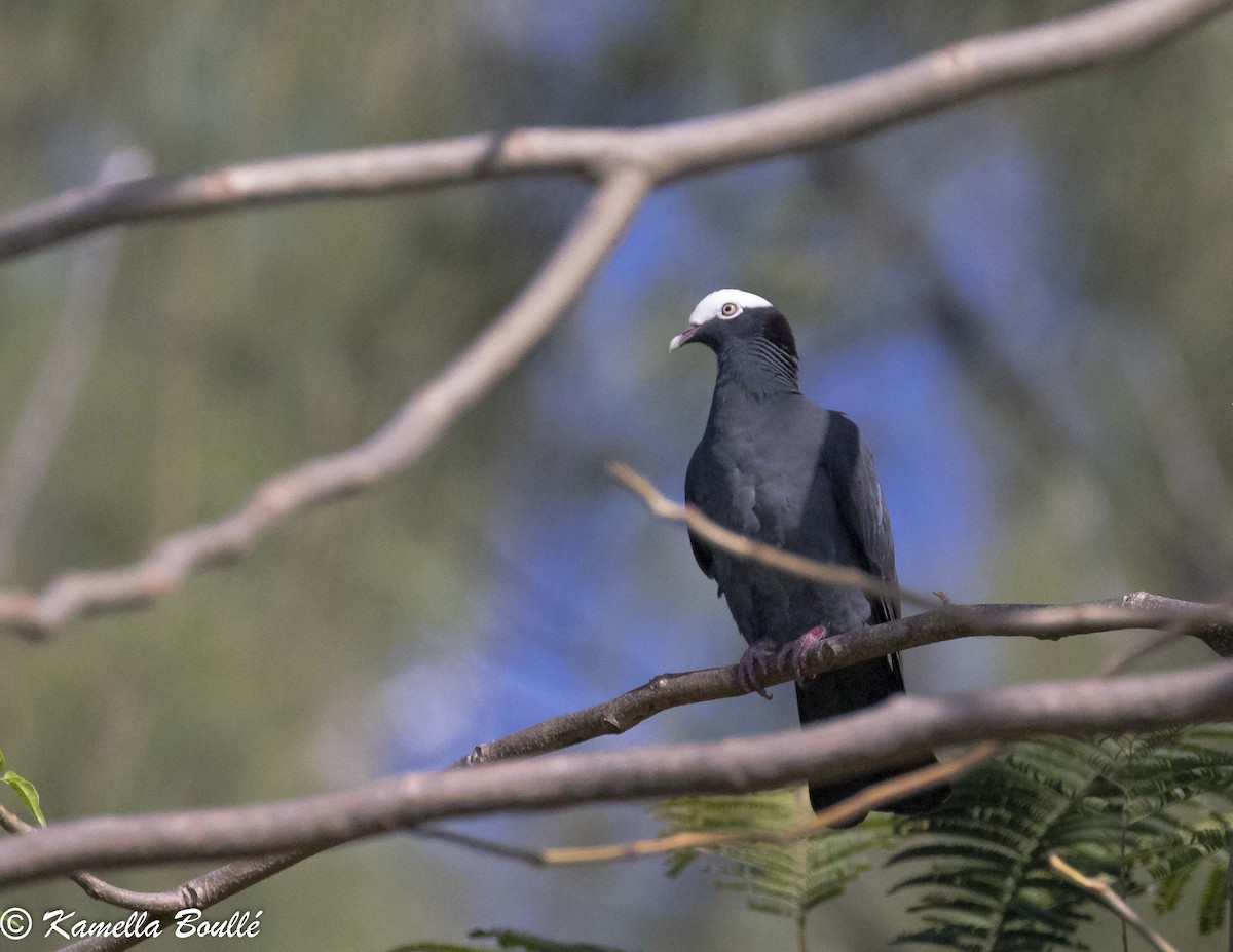 White-crowned Pigeon - Kamella Boullé