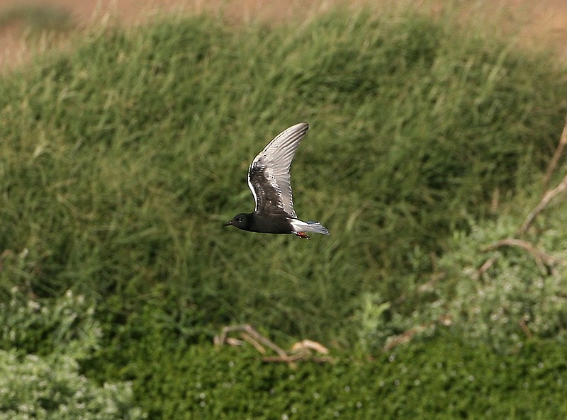 White-winged Tern - ML97887931