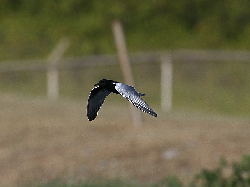 Guifette leucoptère - ML97887941