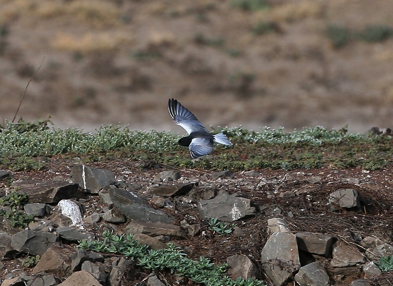 Guifette leucoptère - ML97888001