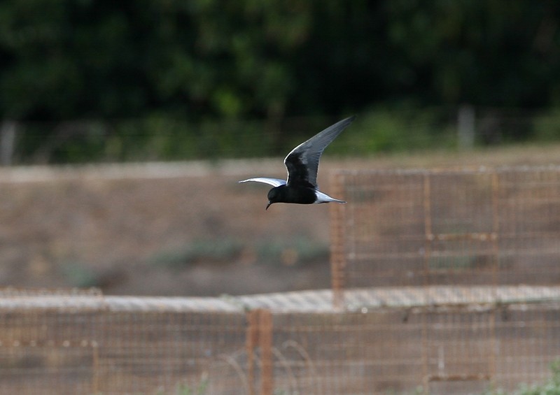 White-winged Tern - Michael Walther