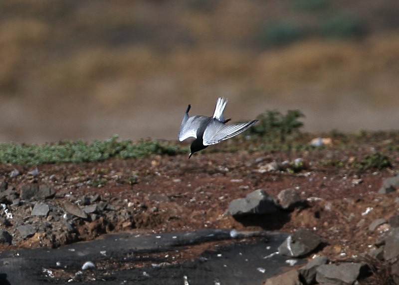 Guifette leucoptère - ML97888431