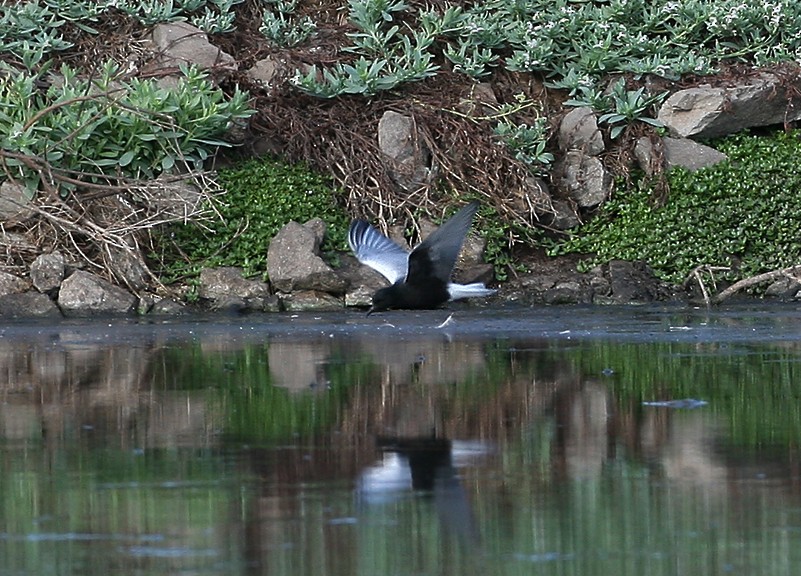 White-winged Tern - Michael Walther