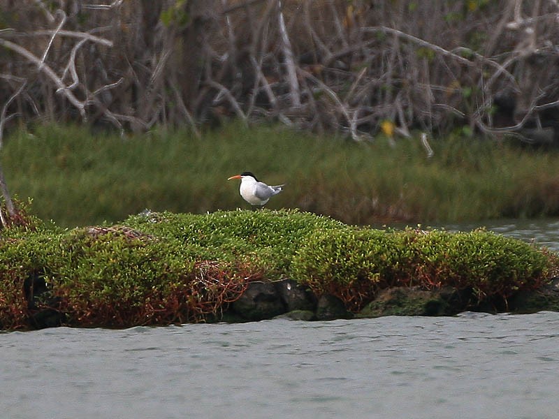 Elegant Tern - ML97888881