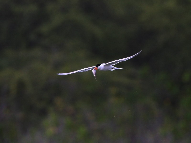 Elegant Tern - ML97888891