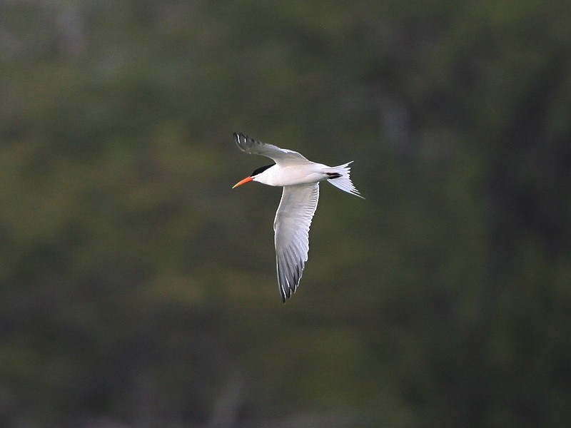 Elegant Tern - Michael Walther