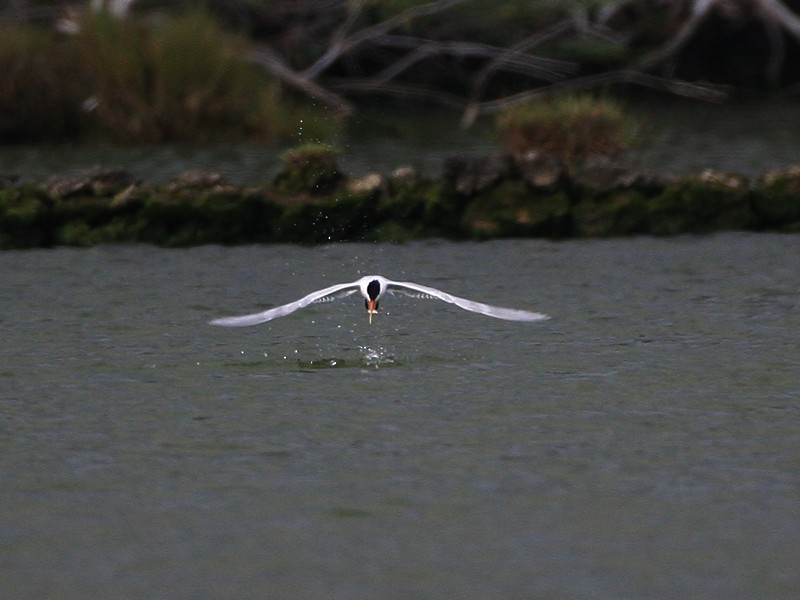 Elegant Tern - Michael Walther