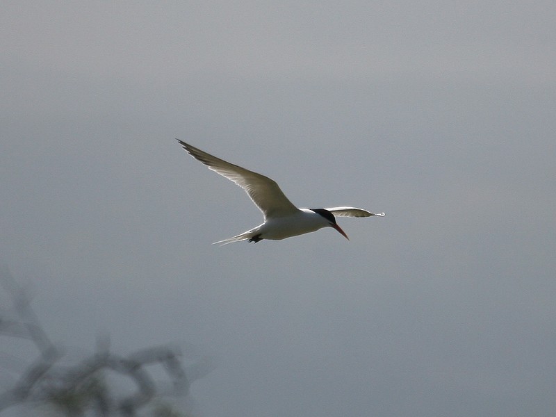 Elegant Tern - ML97888931