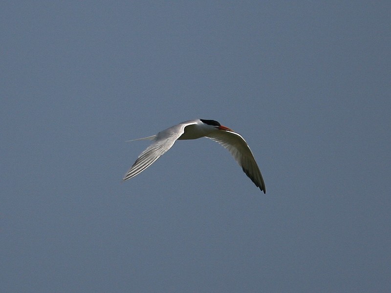 Elegant Tern - Michael Walther