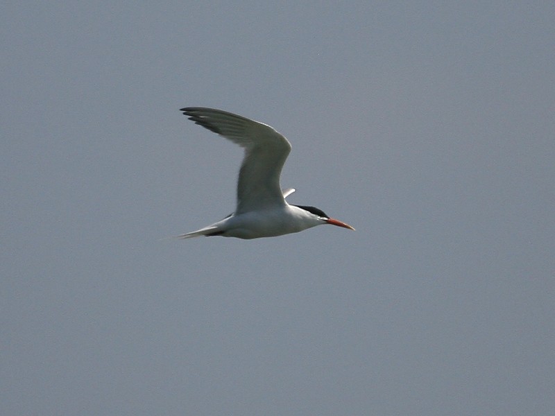 Elegant Tern - ML97888951