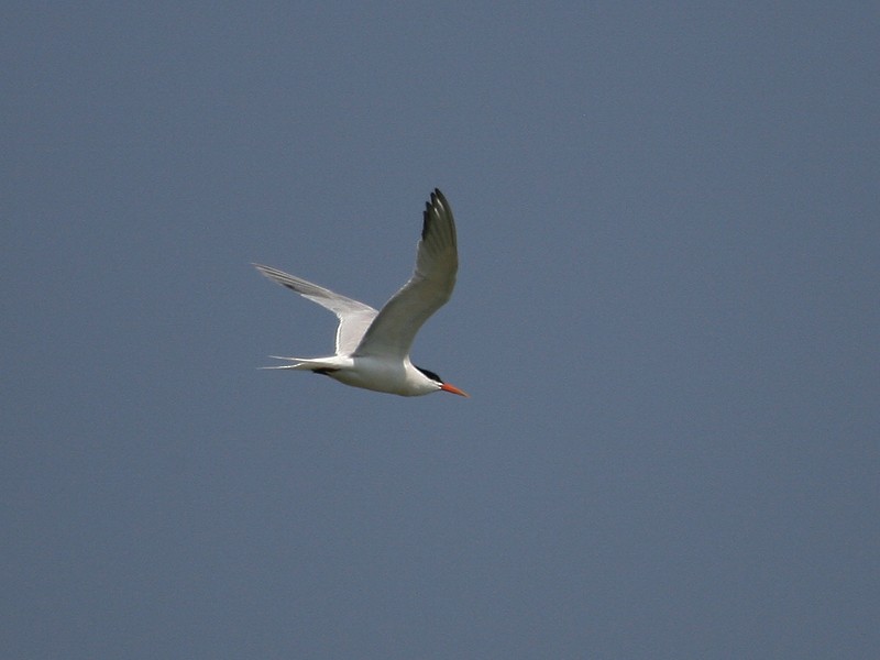 Elegant Tern - Michael Walther